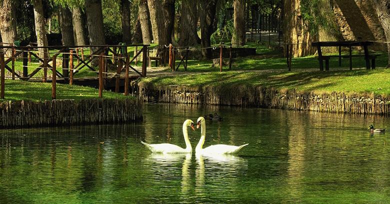 Clitunno Springs with two white swans in the centre, weeping willows, green meadows and a fence in the background 