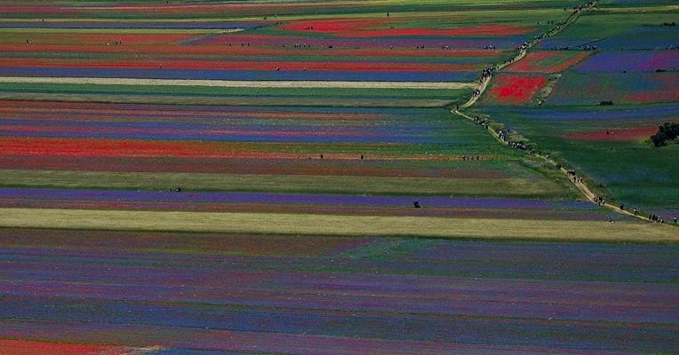 The colors of the Castelluccio Plain in bloom