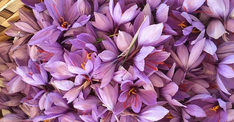 Saffron flowers with colorful stamens.