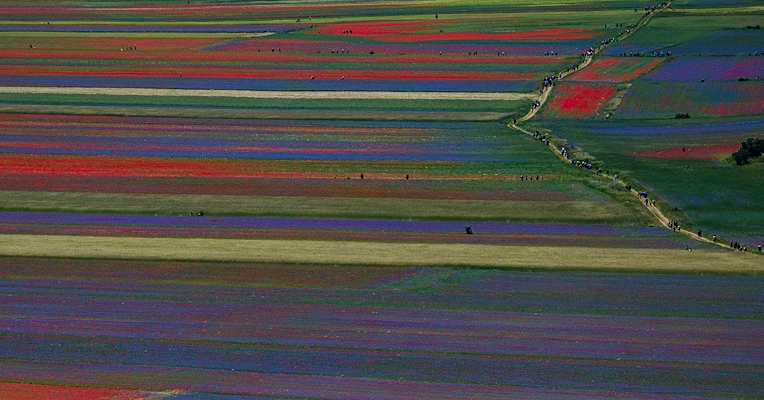  The colors of the Castelluccio Plain in bloom 