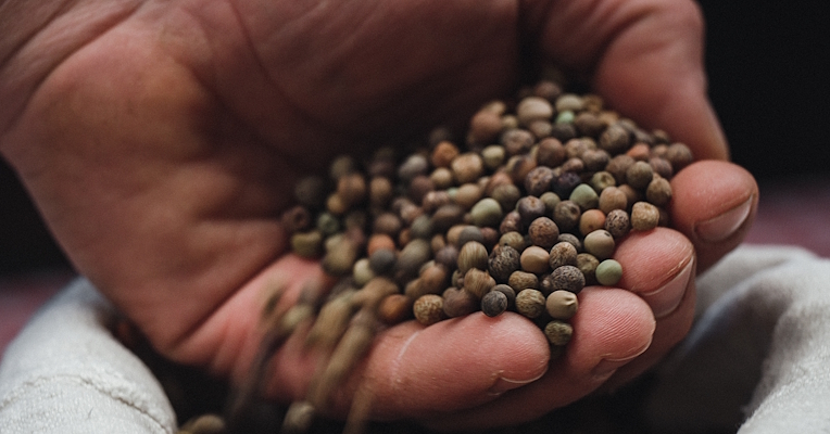 Hand holding roveja, an ancient Umbrian legume, from a cloth sack.
