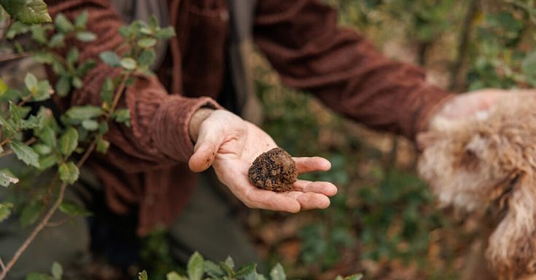  Open hand of a truffle hunter showing a freshly found truffle in the woods, with his truffle dog beside him. 