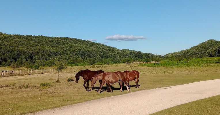 Three brown horses walk on a meadow near a dirt road, with green hills in the background