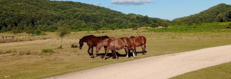 Immagine: Three brown horses walk on a meadow near a dirt road, with green hills in the background 