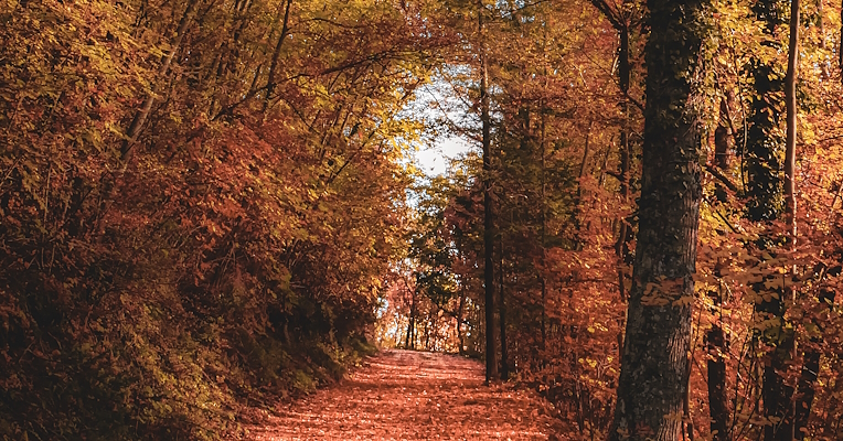 Mit roten und gelben Blättern bedeckter Waldweg, umgeben von Herbstbäumen unter klarem Himmel
