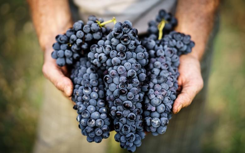  A farmer’s hands hold freshly harvested black grape bunches, symbolizing harvest and traditional farming 