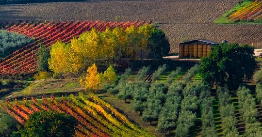  Yellow and red vineyards and olive groves on the hills of Umbria in autumn 
