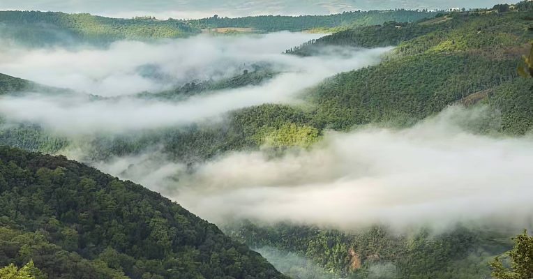 The woods of Mount Peglia wrapped in morning mist.