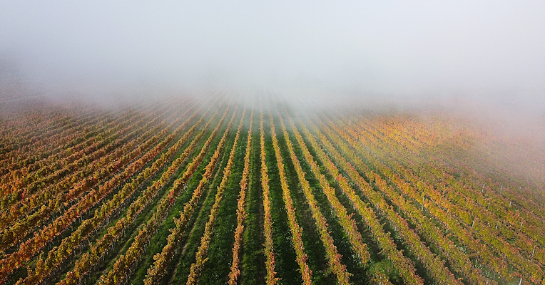 Vineyard with orange-colored leaves shrouded in mist