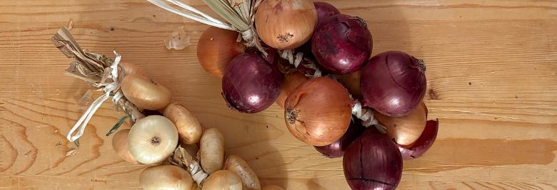 Immagine: Cipolla di Cannara 