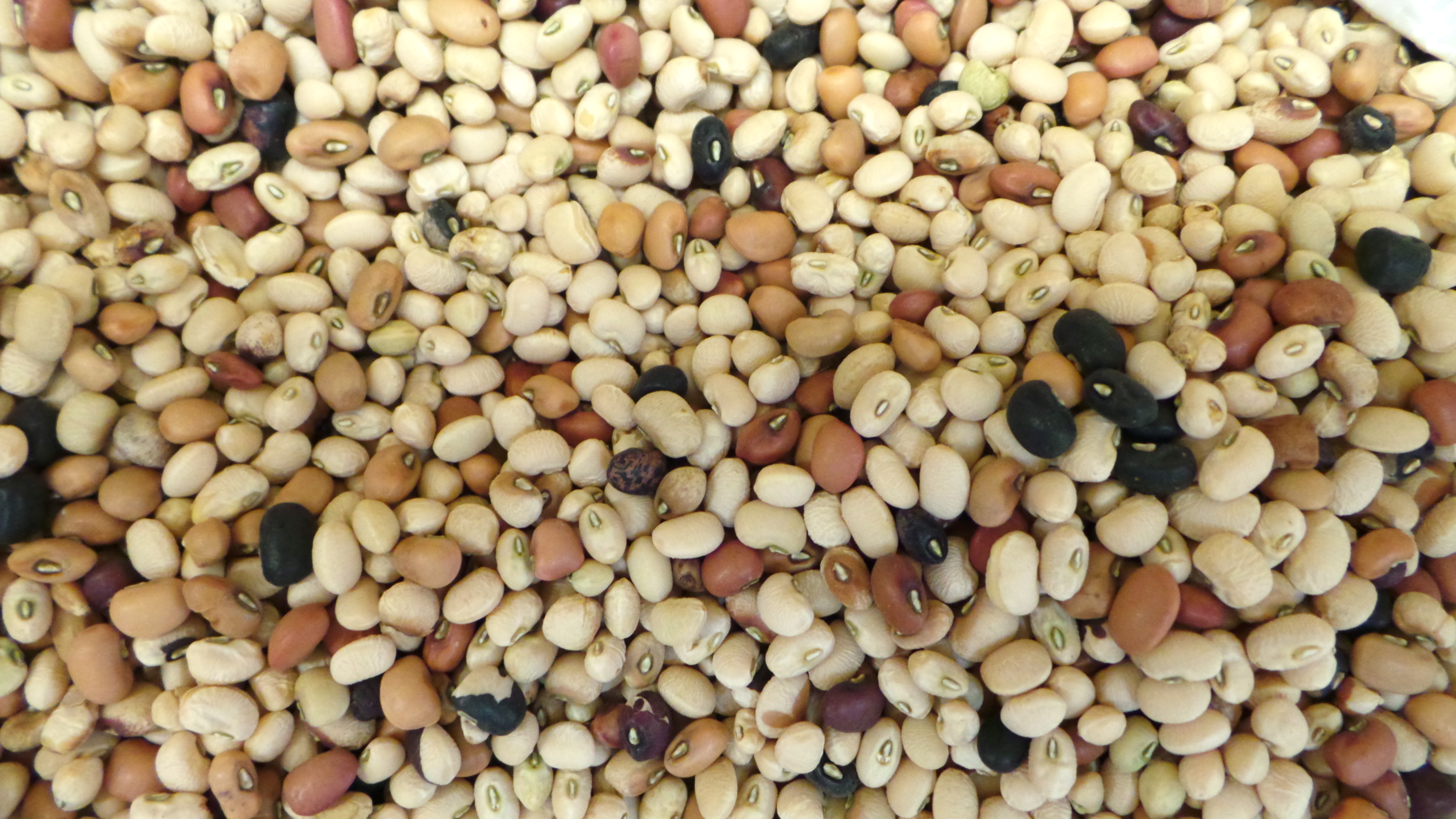 Fagiolina del Trasimeno