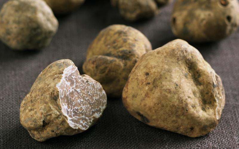 Il tartufo bianco e la sua conservazione