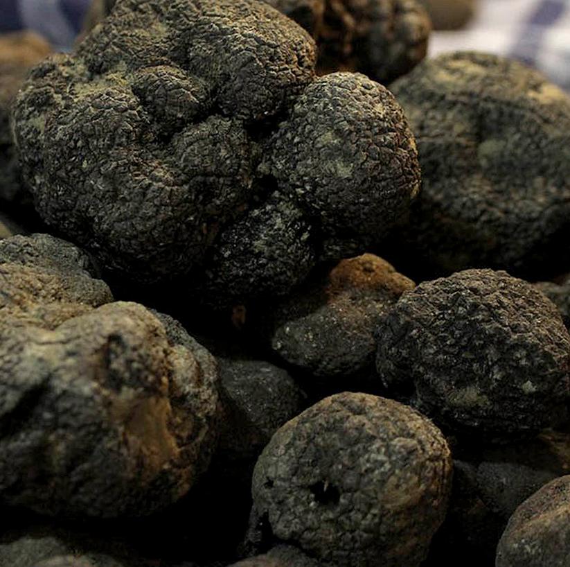 Tartufo nero in Umbria