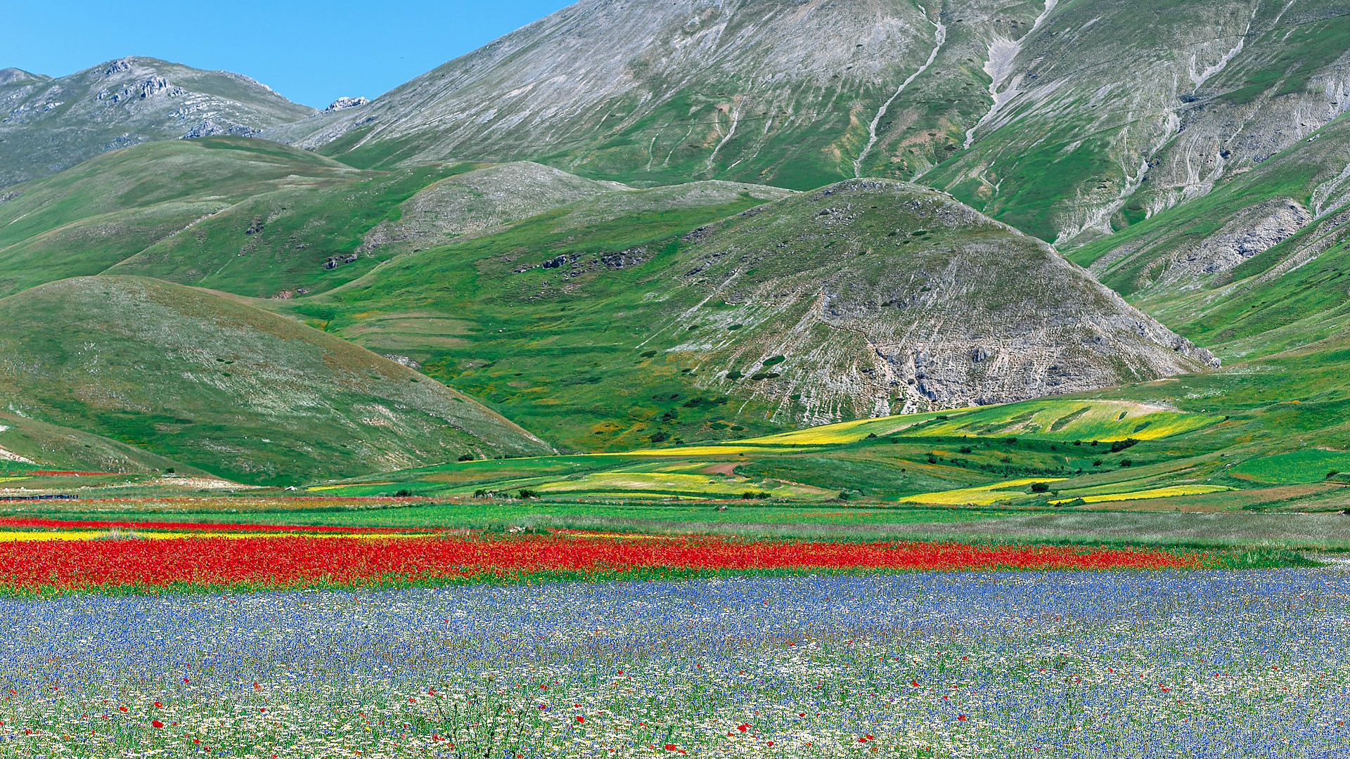 Expanse of colourful flowers during the Flowering of Castelluccio di Norcia, with bands of red poppies, blue cornflowers and other wild blooms at the foot of the Sibillini Mountains.