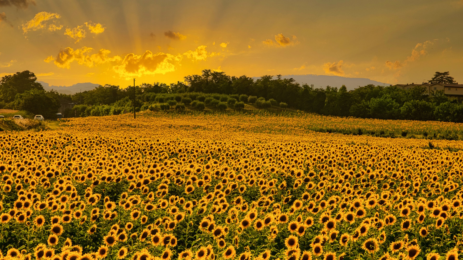 A field of sunflowers glowing in the golden light of sunset in the Umbrian countryside, with trees and hills in the background
