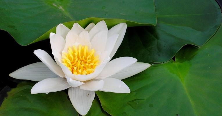 Titolo: Spring Emotions